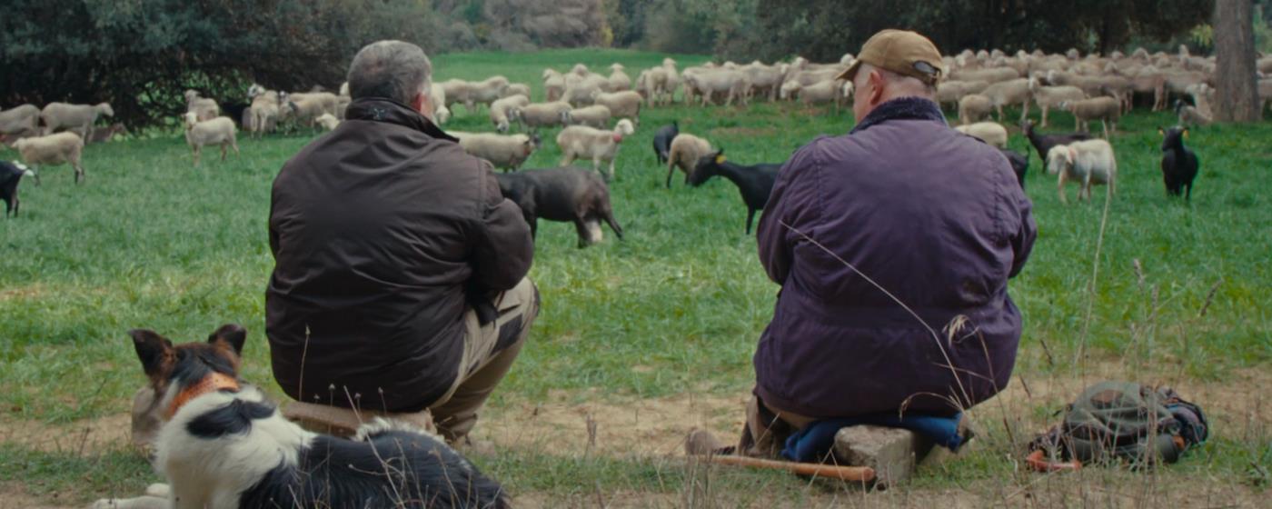 Dva pastevci sedí a pozorují stádo ovcí v lese, vedle nich leží pes.