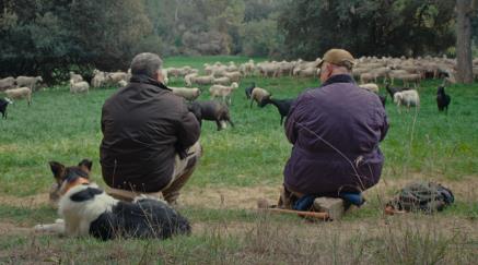 Dva pastevci sedí a pozorují stádo ovcí v lese, vedle nich leží pes.